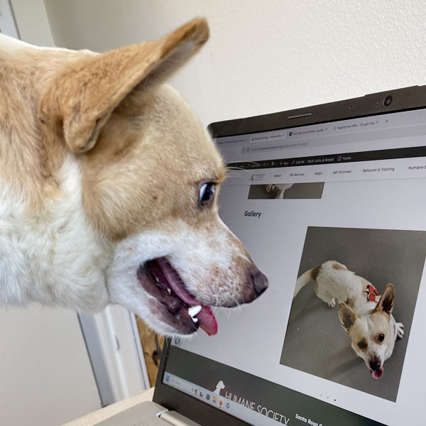 Dog looking at his webpage