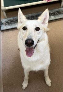 Skye the husky/shepherd mix