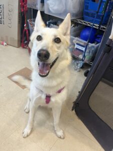 Skye the husky/shepherd mix