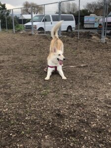 Skye the husky/shepherd mix
