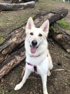Skye the husky/shepherd mix