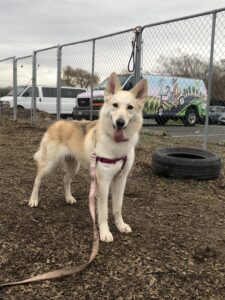 Skye the husky/shepherd mix