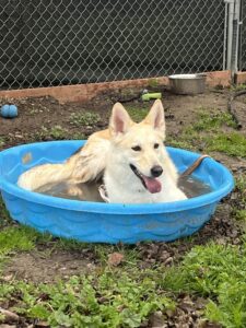 Skye the husky/shepherd mix in the pool