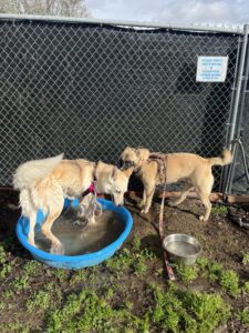 Skye the husky/shepherd mix playing with another dog
