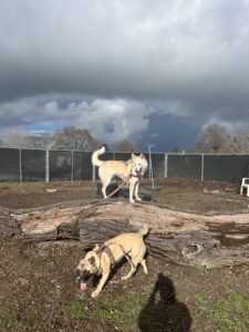 Skye the husky/shepherd mix playing with another dog in the dog run