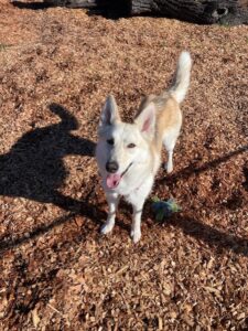 Skye the husky/shepherd mix