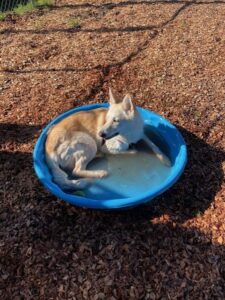Skye the husky/shepherd mix in the pool