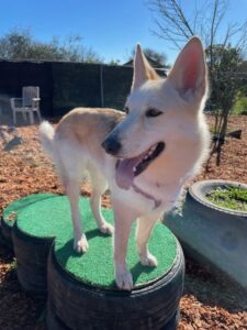 Skye the husky/shepherd mix on the tires play structure
