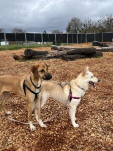 Skye the husky/shepherd mix playing with another dog