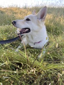 Skye the husky/shepherd mix sunbathing in the field