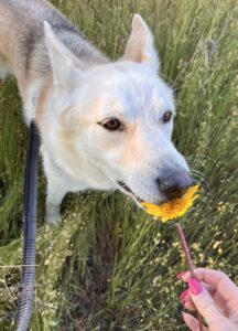 Skye the husky/shepherd mix smelling flowers