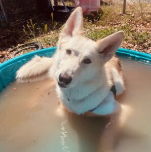 Skye the husky/shepherd mix in the pool