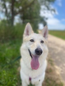 Skye the husky/shepherd mix on a walk