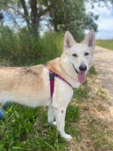 Skye the husky/shepherd mix on a hike