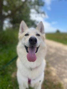 Skye the husky/shepherd mix smiling big