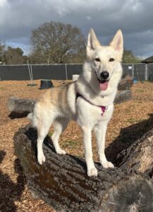 Skye the husky/shepherd mix in her supermodel pose