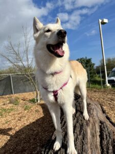 Skye the husky/shepherd mix standing tall