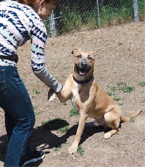 dog-volunteer Dog volunteer with dog shaking paw