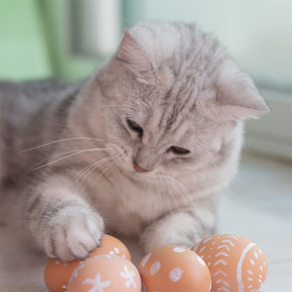 easter-cat cat looking at easter eggs