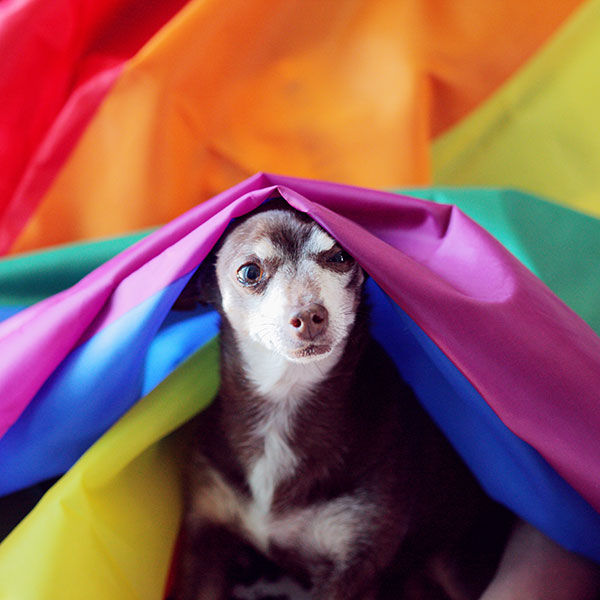 Chihuahua under pride flag