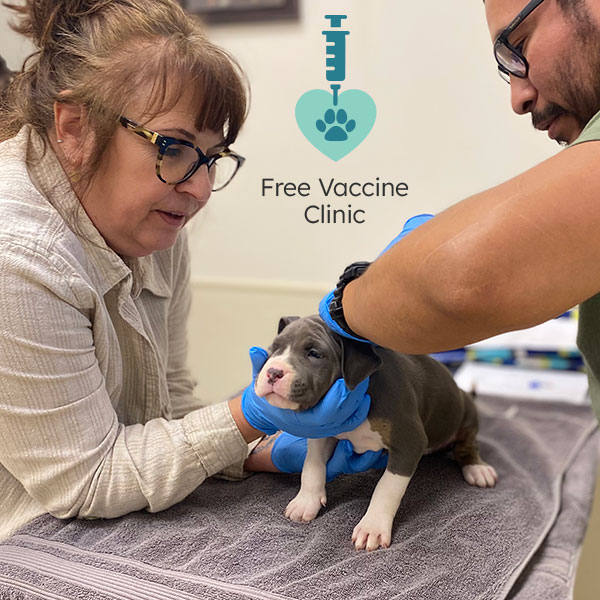 Puppy getting a shot at the free vaccine clinic
