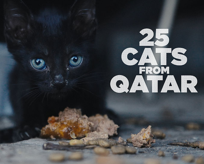 25 Cats from Qatar