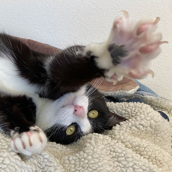 Cat reaching out paw