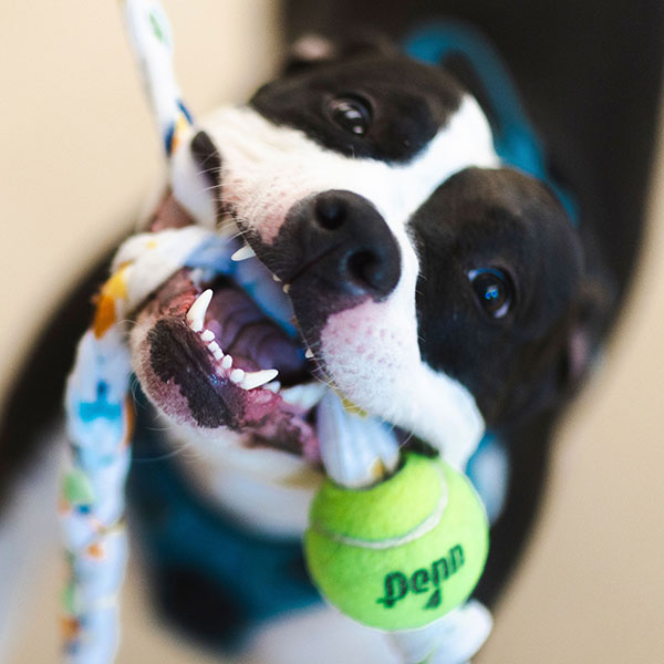 Dog playing with enrichment toy