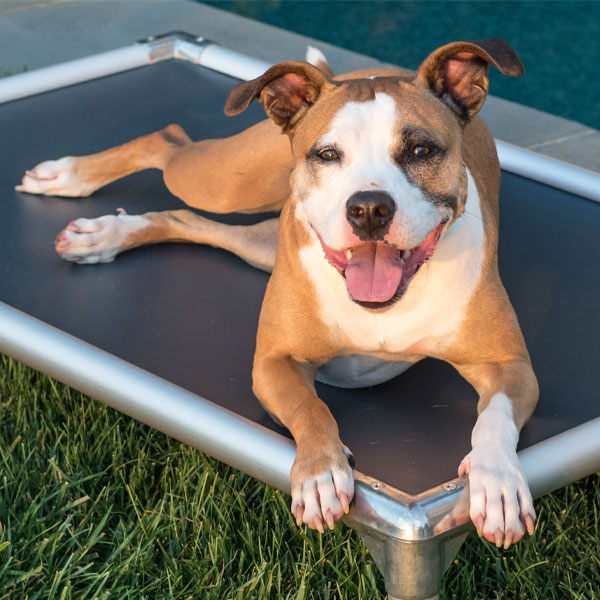dog on Kuranda bed