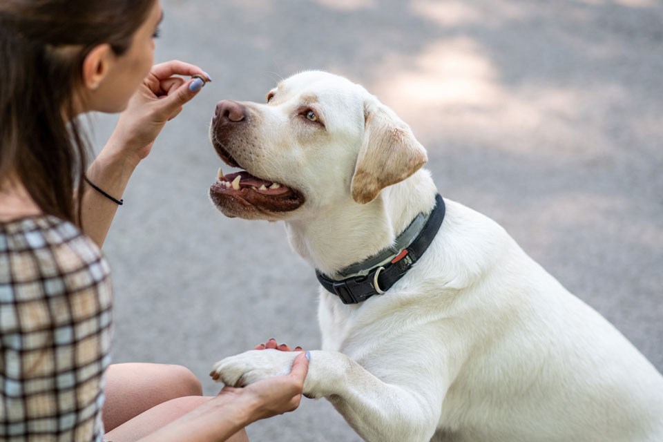Dog taking treat from trainer and shaking paws