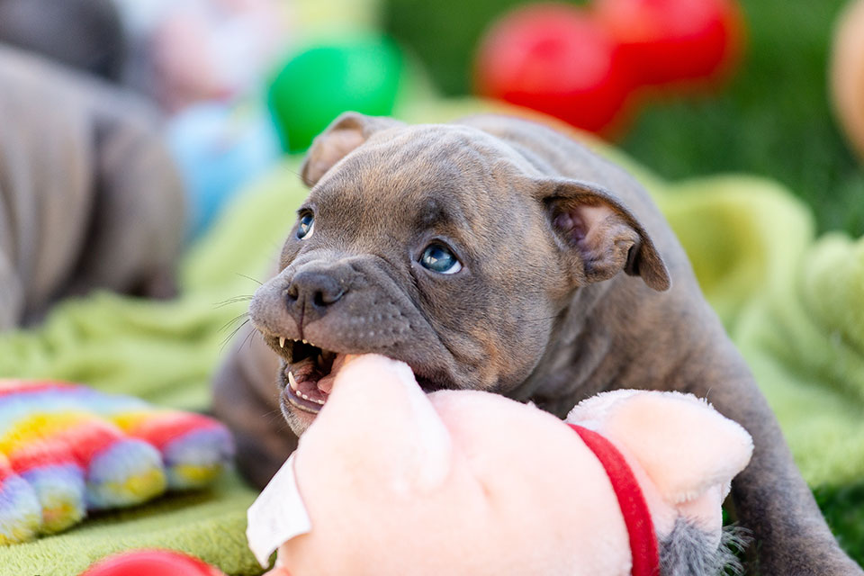 Puppy playing with stuffed toy
