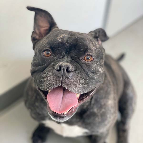 small bulldog smiling